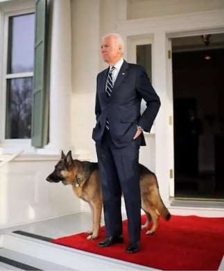 Illustration de l'article : Élection présidentielle aux États-Unis : Joe Biden renoue avec la tradition et investit la Maison-Blanche accompagné de ses deux chiens ! 