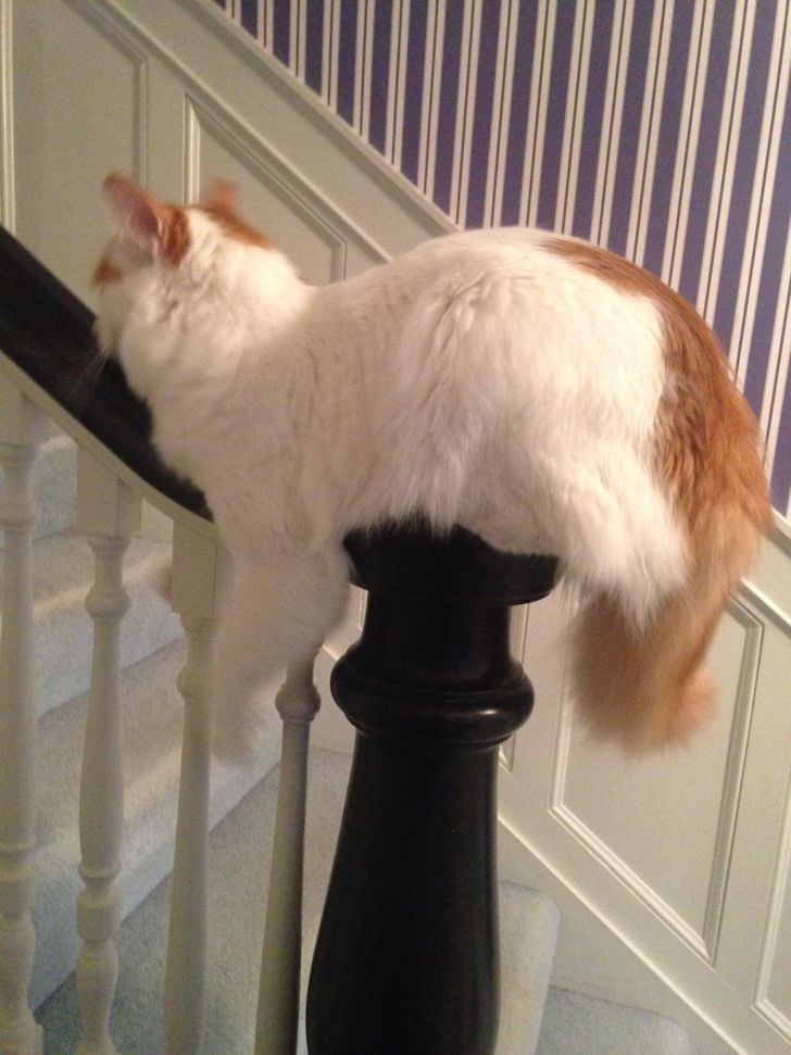 Illustration de l'article : 20 chats qui s'endorment dans des lieux et positions improbables !