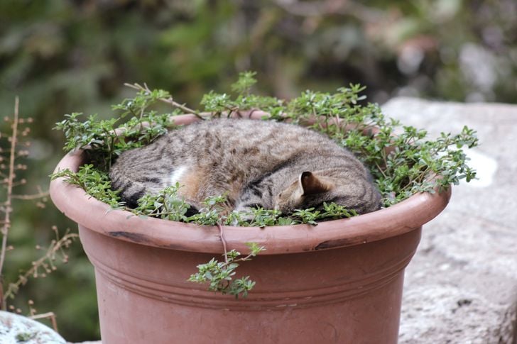 Illustration de l'article : 20 chats qui s'endorment dans des lieux et positions improbables !