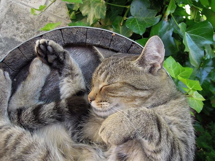 Illustration de l'article : 20 chats qui s'endorment dans des lieux et positions improbables !