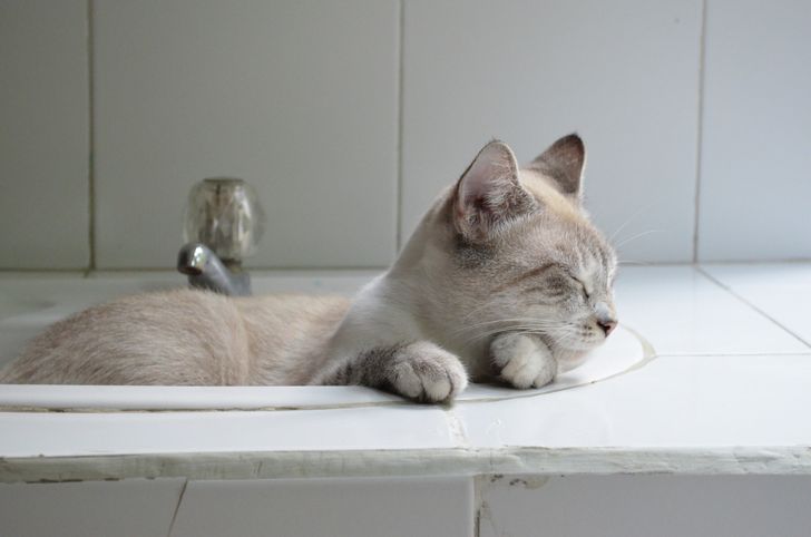 Illustration de l'article : 20 chats qui s'endorment dans des lieux et positions improbables !