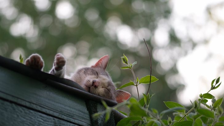 Illustration de l'article : 20 chats qui s'endorment dans des lieux et positions improbables !