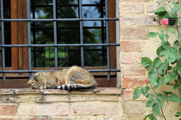 Illustration de l'article : 20 chats qui s'endorment dans des lieux et positions improbables !