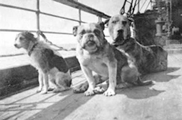 Illustration de l'article : Naufrage du Titanic : incapable d'abandonner son Dogue Allemand, découvrez l'histoire de cette jeune femme qui a refusé d'être sauvée ! 