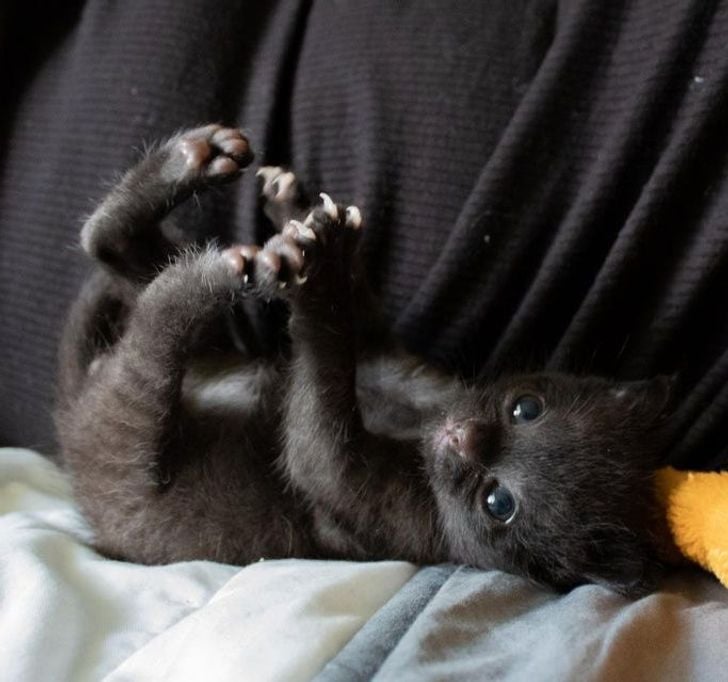 D'où vient la peur des chats noirs ?