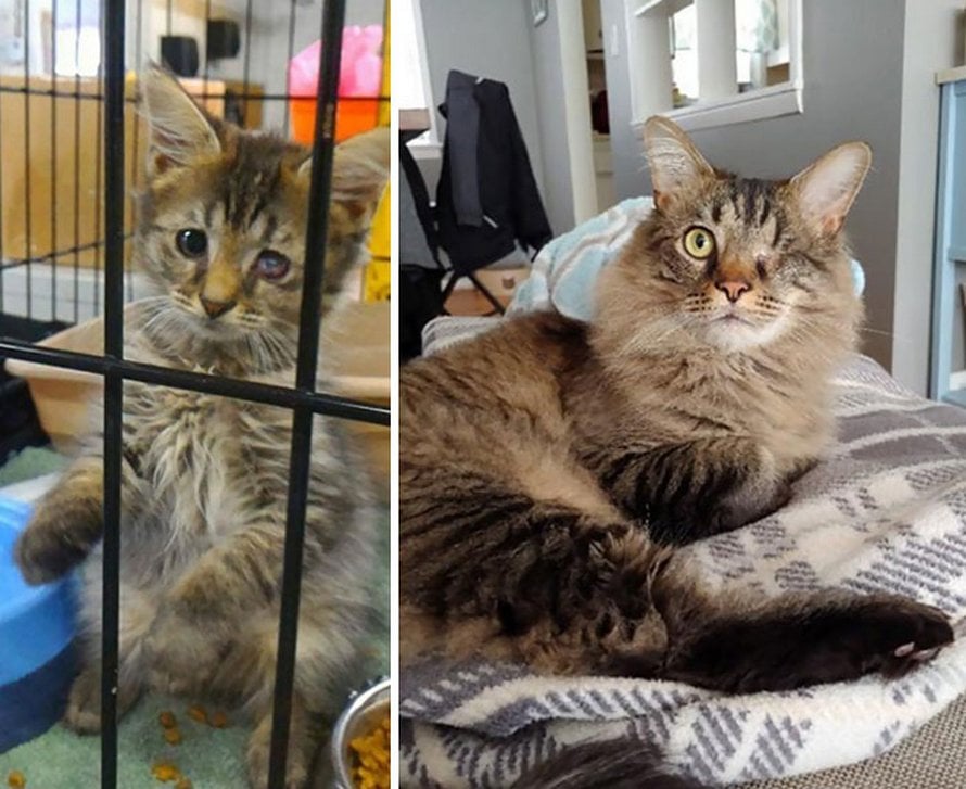 Illustration de l'article : 19 photos de chats avant et après l'adoption qui prouvent que l'amour peut tout changer !