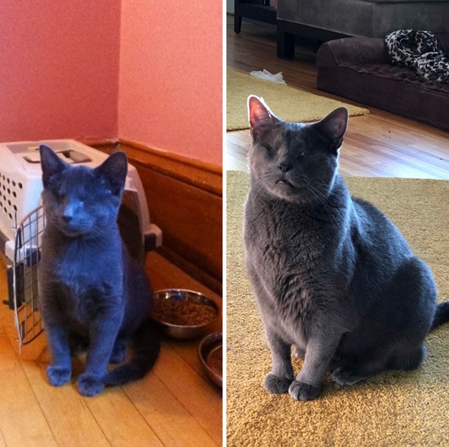 Illustration de l'article : 19 photos de chats avant et après l'adoption qui prouvent que l'amour peut tout changer !