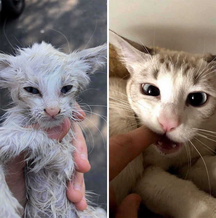 Illustration de l'article : 19 photos de chats avant et après l'adoption qui prouvent que l'amour peut tout changer !