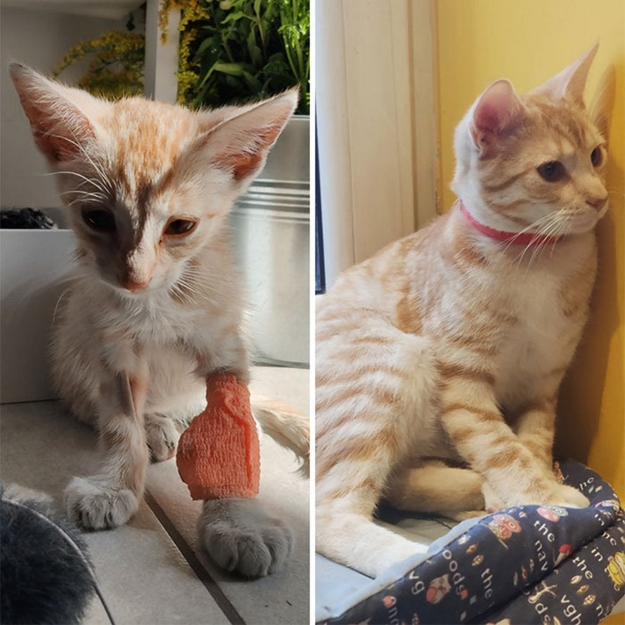 Illustration de l'article : 19 photos de chats avant et après l'adoption qui prouvent que l'amour peut tout changer !