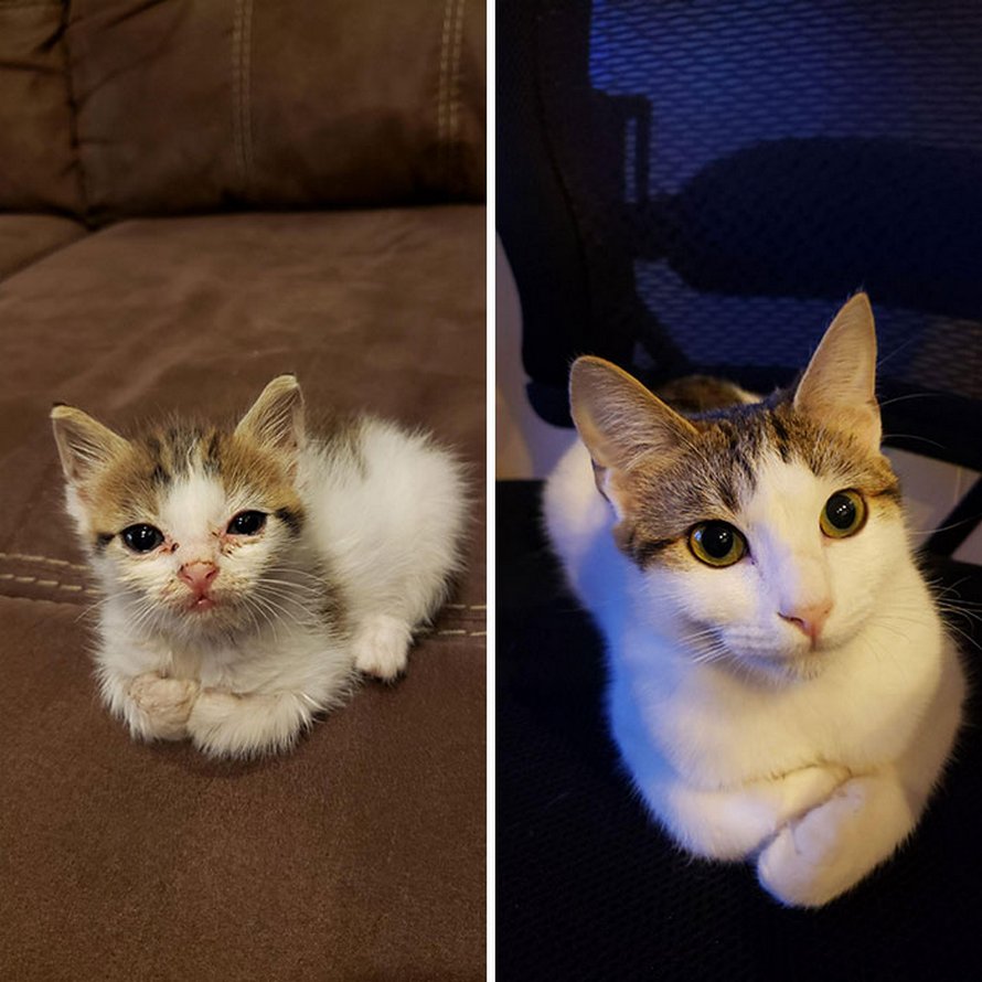 Illustration de l'article : 19 photos de chats avant et après l'adoption qui prouvent que l'amour peut tout changer !