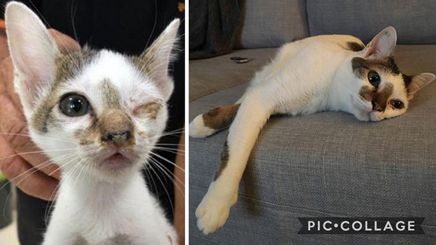 Illustration de l'article : 19 photos de chats avant et après l'adoption qui prouvent que l'amour peut tout changer !