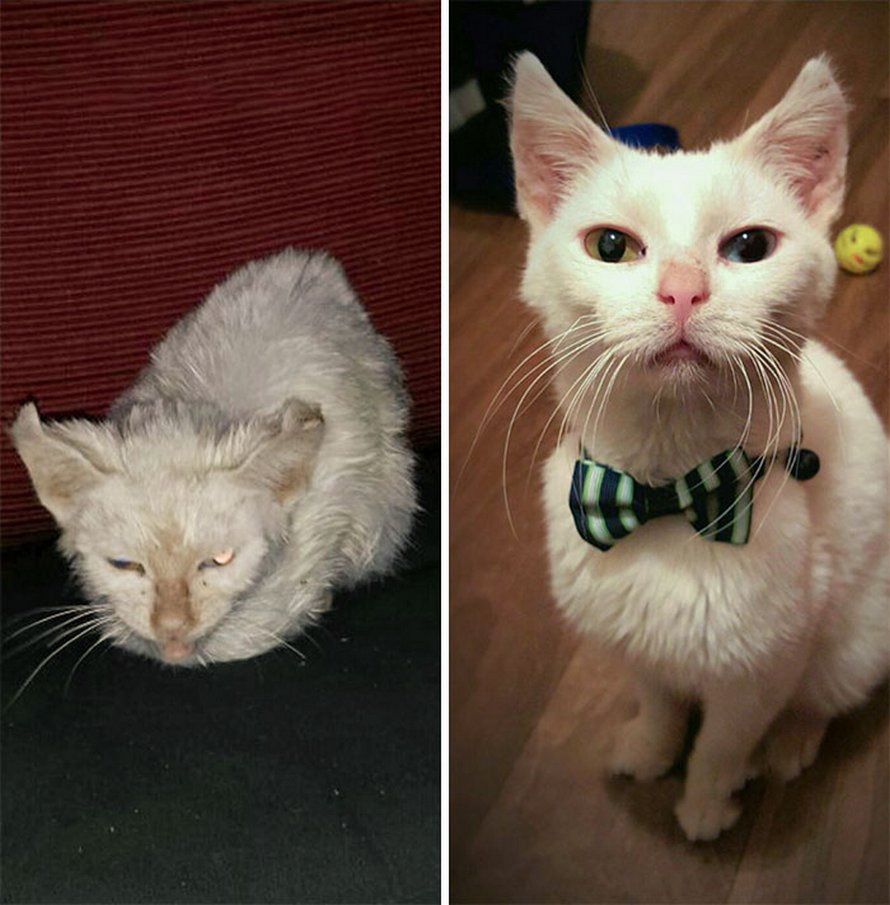 Illustration de l'article : 19 photos de chats avant et après l'adoption qui prouvent que l'amour peut tout changer !