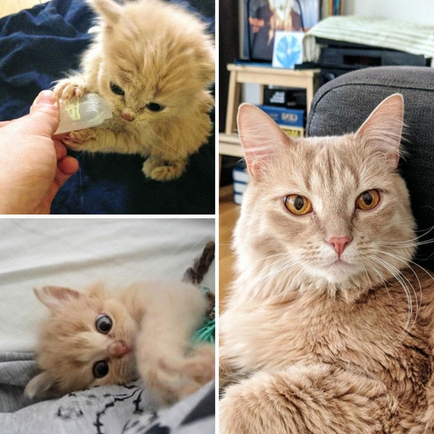 Illustration de l'article : 19 photos de chats avant et après l'adoption qui prouvent que l'amour peut tout changer !