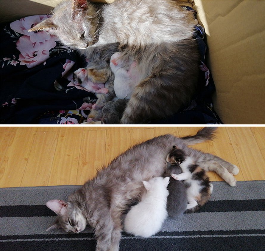 Illustration de l'article : 19 photos de chats avant et après l'adoption qui prouvent que l'amour peut tout changer !