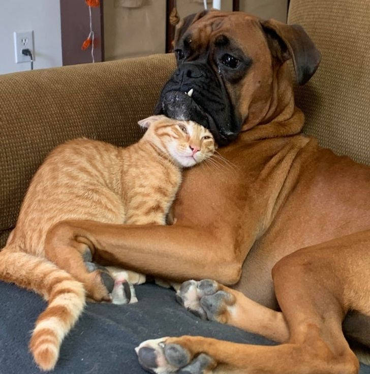 Illustration de l'article : 18 animaux qui n'hésitent pas à se plier en 4 pour vous redonner le sourire !