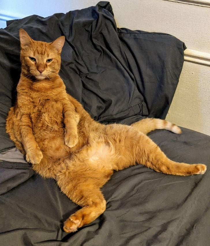 Illustration de l'article : 17 adorables chats capables de tout pour attirer l'attention de leur propriétaire
