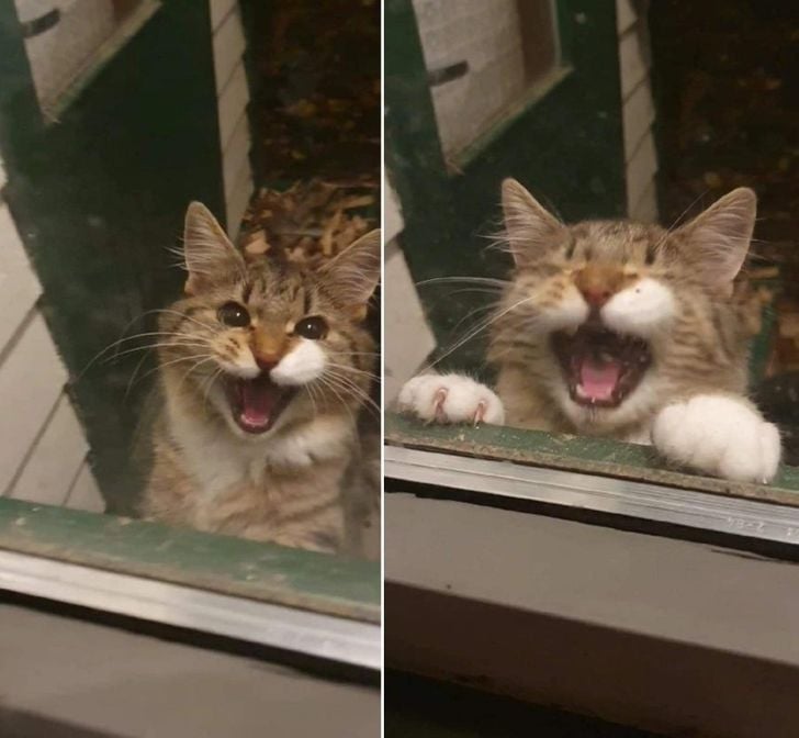 Illustration de l'article : 17 adorables chats capables de tout pour attirer l'attention de leur propriétaire