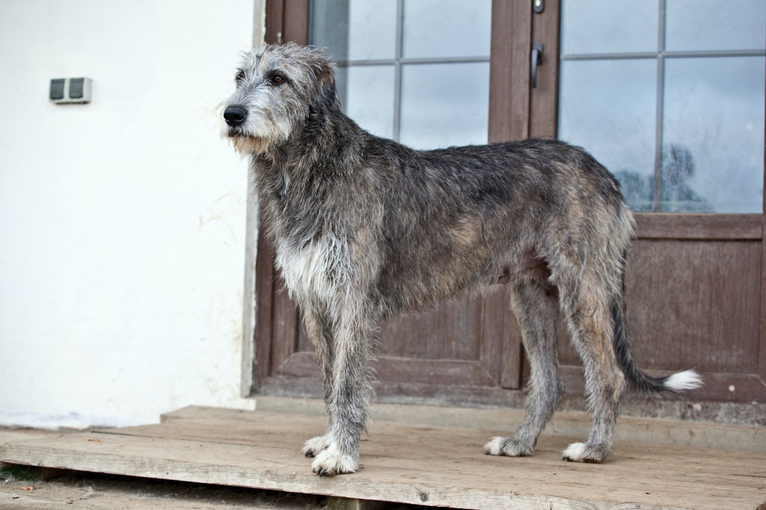 13 races de chiens qui, en grandissant, passent de chiots à