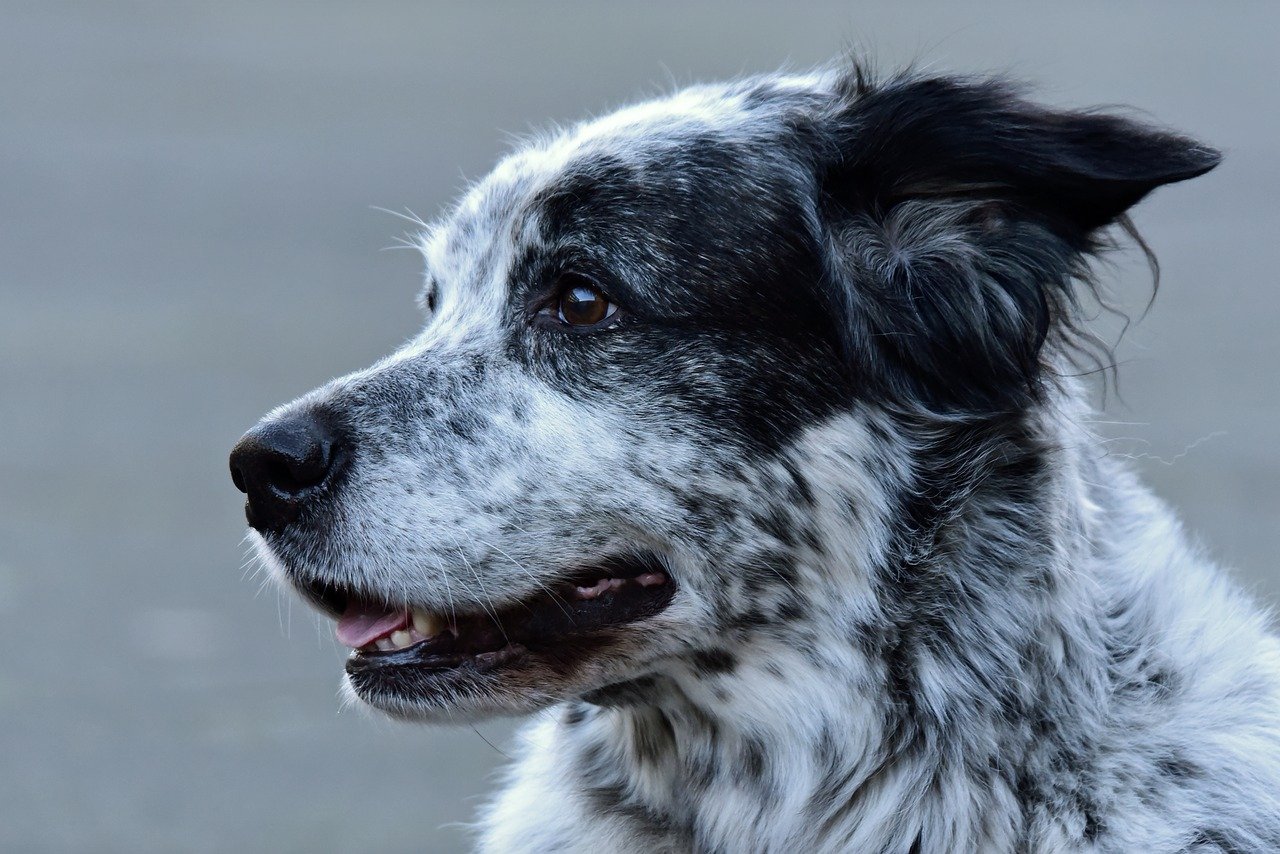 Chien qui hoche la tête avec du beurre, chien secouant la tête