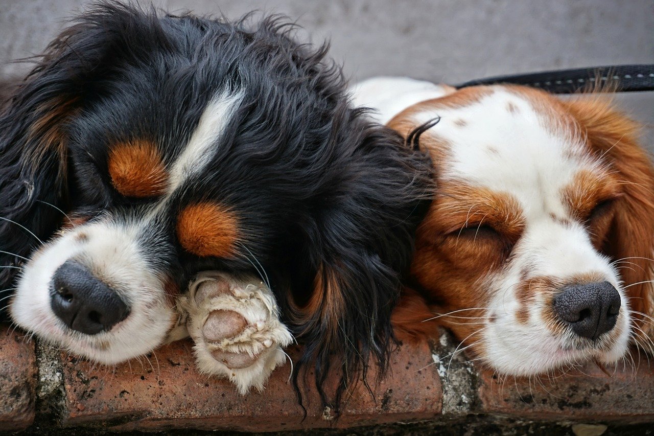 Chien qui hoche la tête avec du beurre, chien secouant la tête