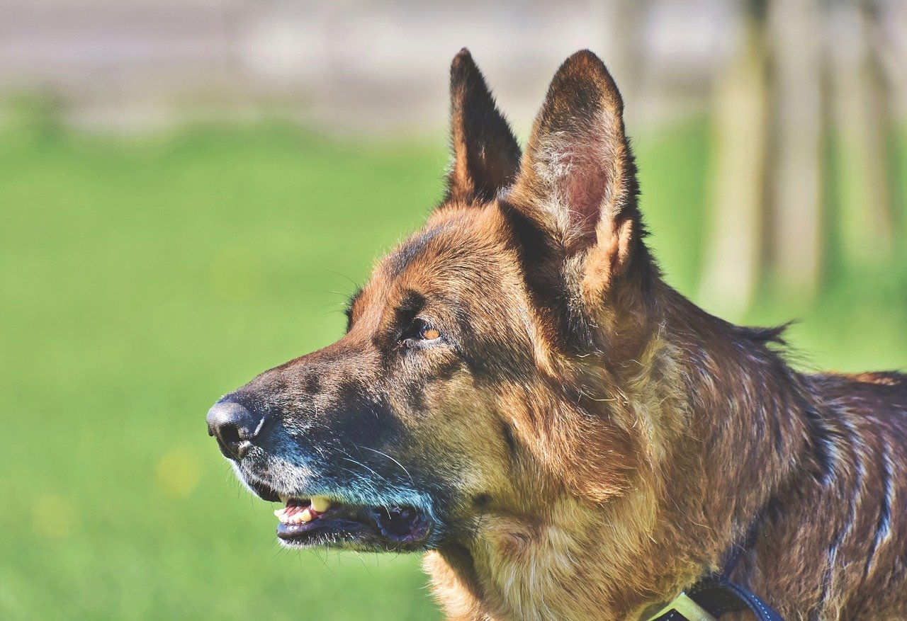 Chien qui secoue la tête : signes, causes, traitement - PagesJaunes