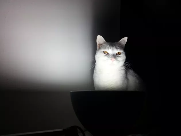 Illustration de l'article : 10 chats qui vous regardent avec tant d'insistance qu'ils pourraient vous rendre nerveux ! 