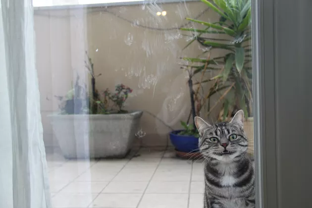 Illustration de l'article : 10 chats qui vous regardent avec tant d'insistance qu'ils pourraient vous rendre nerveux ! 