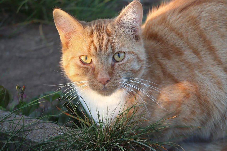 Nos chats sont-ils tous égaux ? Une étude révèle pourquoi les