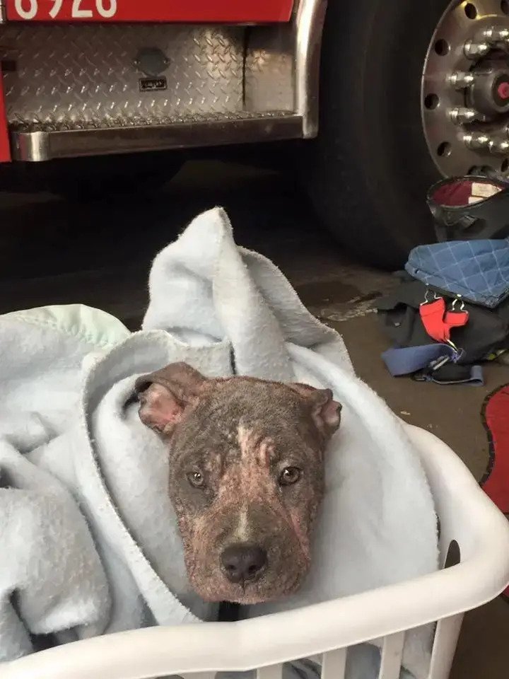 Illustration de l'article : Ému par la vision d'un Pitbull malade abandonné et attaché à un arbre, un pompier en service décide de l'adopter !