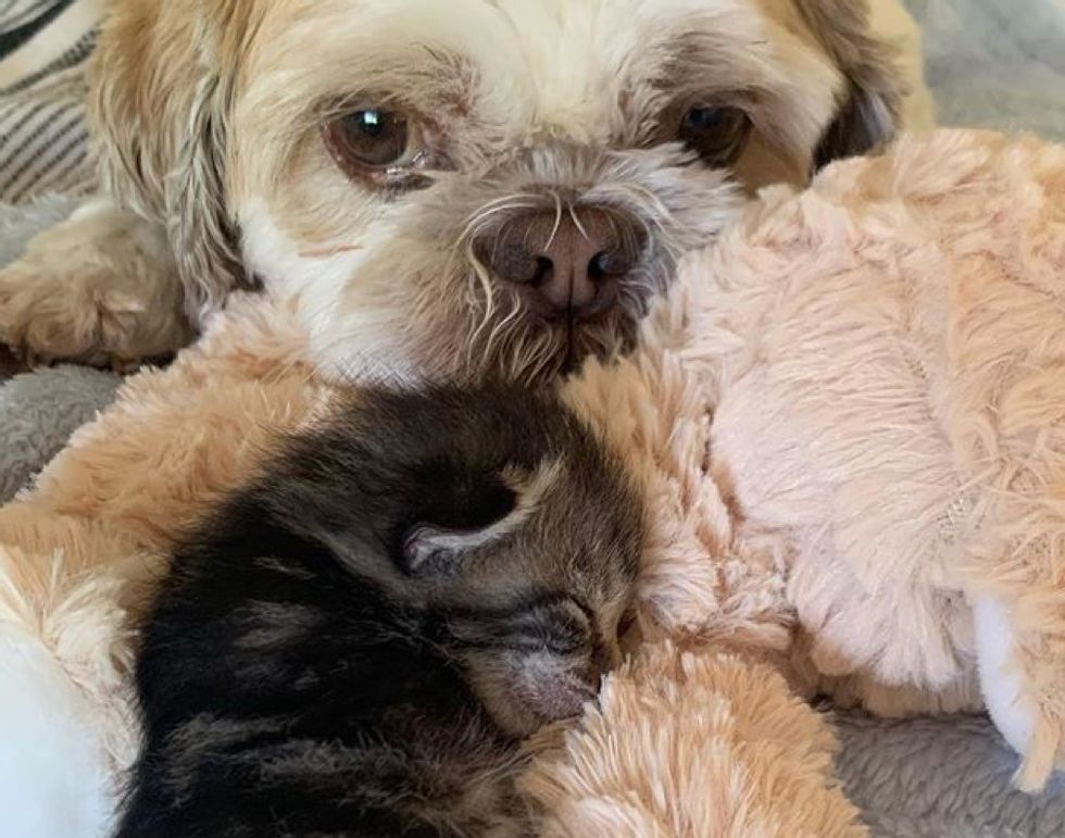 Illustration de l'article : Soutenu par le chien de la famille, ce chaton à 3 pattes combat la maladie qui lui a valu son amputation