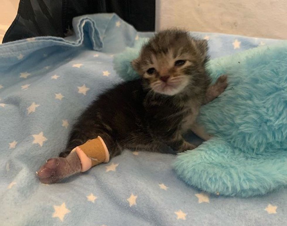 Illustration de l'article : Soutenu par le chien de la famille, ce chaton à 3 pattes combat la maladie qui lui a valu son amputation
