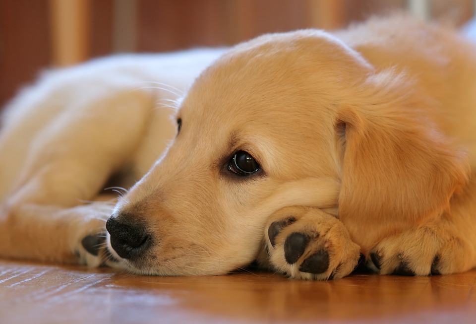 Illustration de l'article : Le temps de lecture des enfants grandement augmenté en présence de chiens de thérapie ? 
