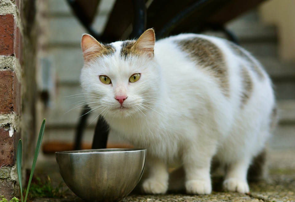 Illustration de l'article : Changement d'heure : quels impacts sur nos animaux de compagnie ? 