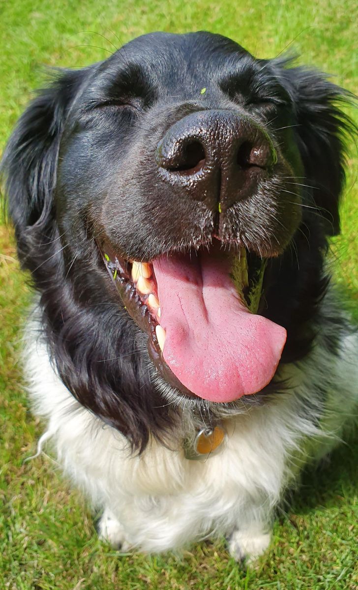 Illustration de l'article : 20 chiens dont les sourires ravageurs sont tout aussi craquants que contagieux ! 