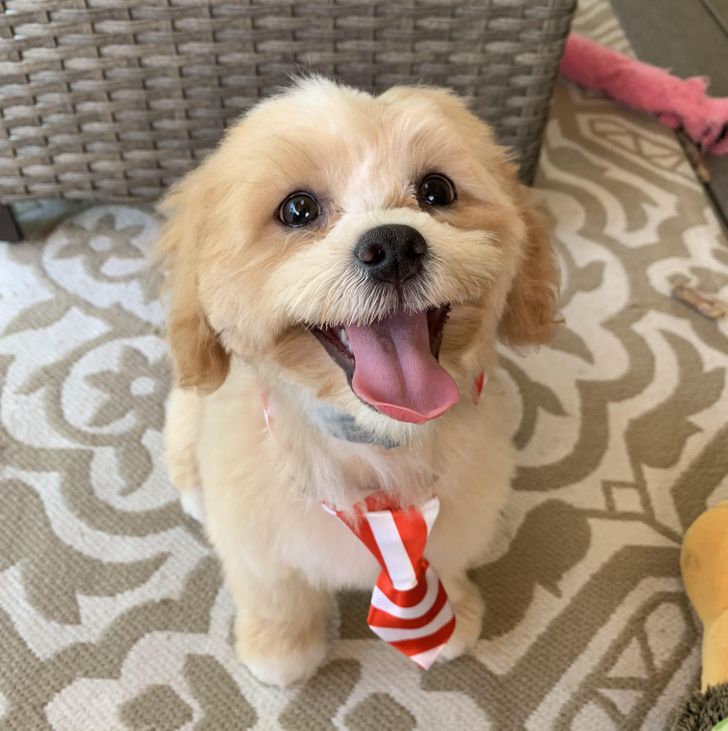 Illustration de l'article : 20 chiens dont les sourires ravageurs sont tout aussi craquants que contagieux ! 