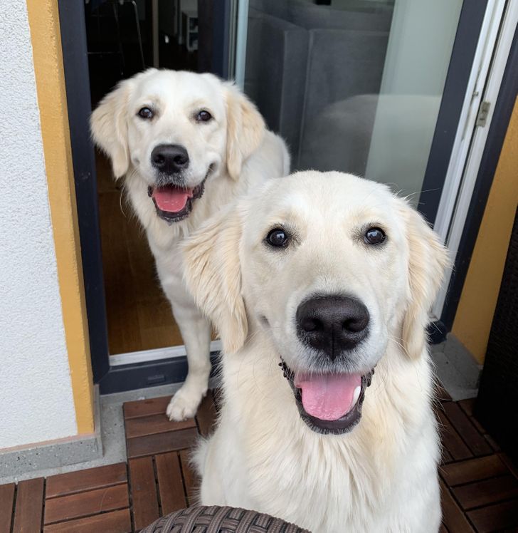 Illustration de l'article : 20 chiens dont les sourires ravageurs sont tout aussi craquants que contagieux ! 