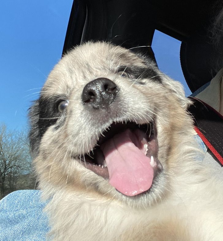 Illustration de l'article : 20 chiens dont les sourires ravageurs sont tout aussi craquants que contagieux ! 