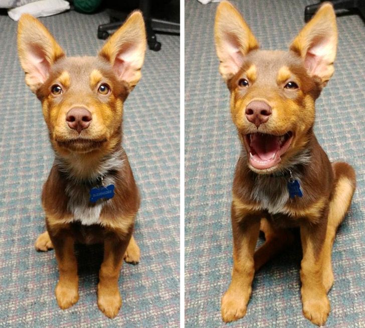 Illustration de l'article : 20 chiens dont les sourires ravageurs sont tout aussi craquants que contagieux ! 