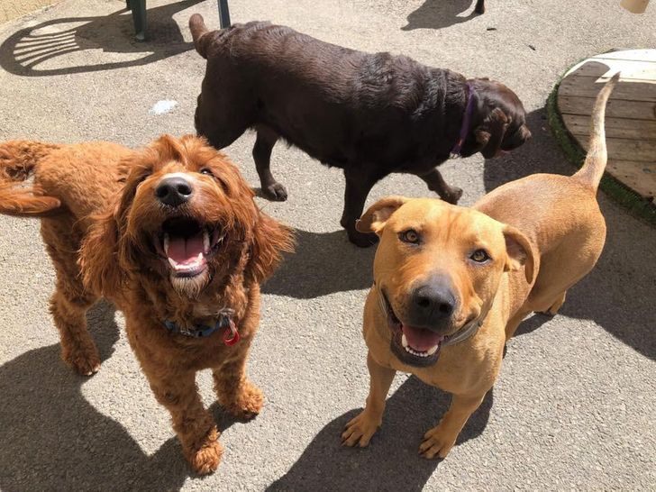 Illustration de l'article : 20 chiens dont les sourires ravageurs sont tout aussi craquants que contagieux ! 