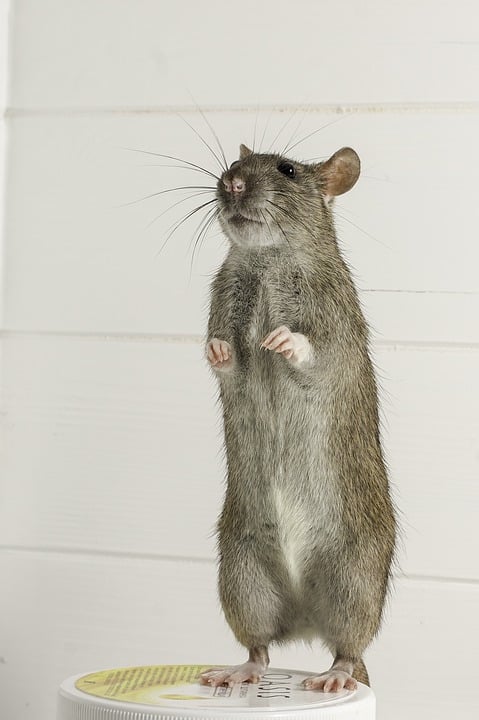 Illustration de l'article : Les rats seraient capables de distinguer les congénères affamés des autres pour mieux leur venir en aide 