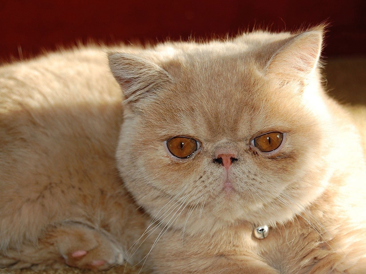 Les 10 Races De Chats Les Plus Affectueuses