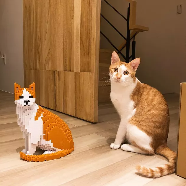 Il crée une réplique grandeur nature de son chat avec des LEGO