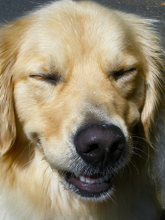 Illustration de l'article : Une étude révèle dans quelles mesures nos chiens peuvent souffrir d’allergies aux chats !