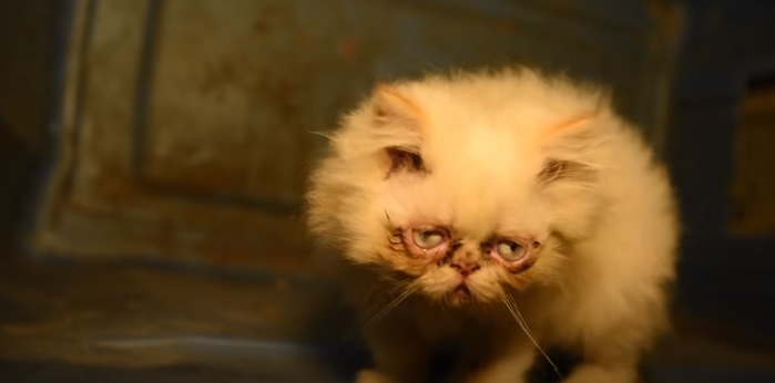 Secourue D Une Usine A Chats Ou Elle Ne Servait Qu A La Reproduction Cette Chatte Malade Survit Grace Au Veterinaire Qui Lui A Retire Le Nez