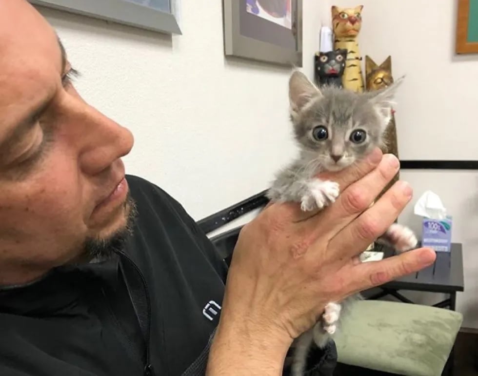 L Adorable Combat D Un Chaton Errant Aux Yeux Lunaires Decide A Se Battre Pour Survivre Age De 2 Mois Il Avait L Apparence D Un Chaton De 3 Semaines