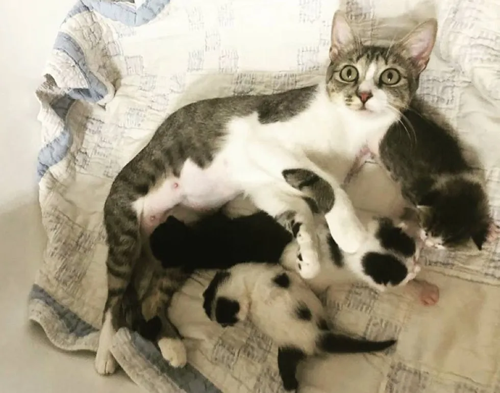 Une Chatte Errante De 3 Kilos Vient Reclamer L Aide De Veterinaires Pour Lui Permettre De Donner Naissance A Tous Ses Chatons Une Chatte Errante De 3 Kilos Vient Reclamer L Aide De Veterinaires Pour Lui Permettre De Donner Naissance A Tous Ses Chatons