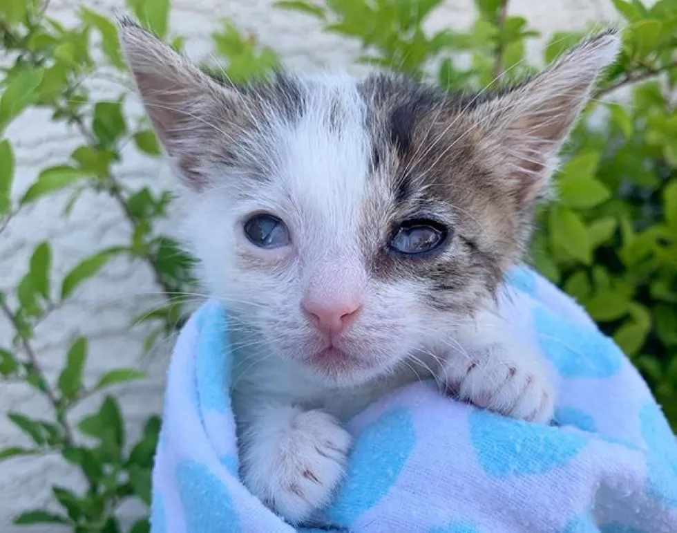 Decouvert Dans Les Rues Les Yeux Infectes Et Couverts De Croutes Ce Chaton De 130 Grammes A Tout Donne Pour Connaitre La Chaleur D Un Foyer