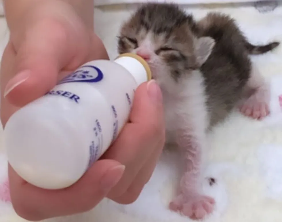 Illustration de l'article : Unique survivant d’une portée, ce chaton à 6 orteils s’est battu pour se maintenir en vie !