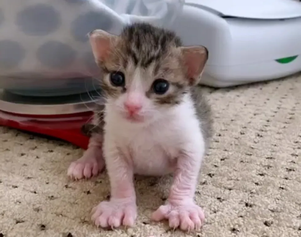 Illustration de l'article : Unique survivant d’une portée, ce chaton à 6 orteils s’est battu pour se maintenir en vie !