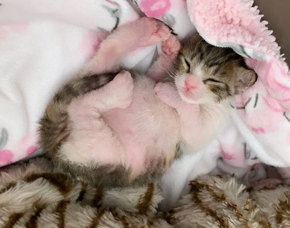 Illustration de l'article : Unique survivant d’une portée, ce chaton à 6 orteils s’est battu pour se maintenir en vie !